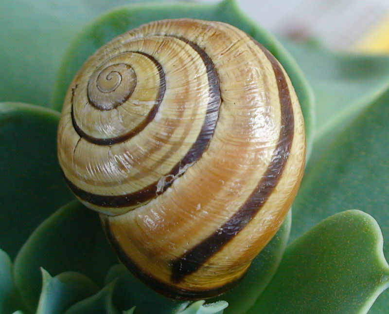 Cepaea nemoralis finir mai di stupirci?